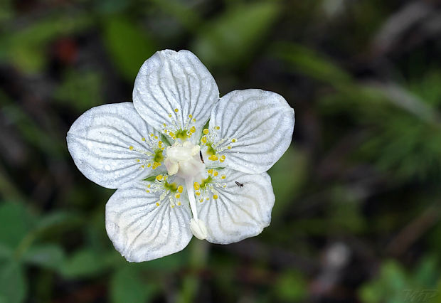 bielokvet močiarny Parnassia palustris L.