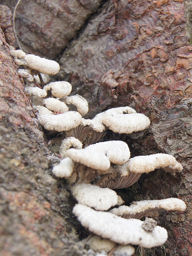 klanolupeňovka obyčajná Schizophyllum commune Fr.