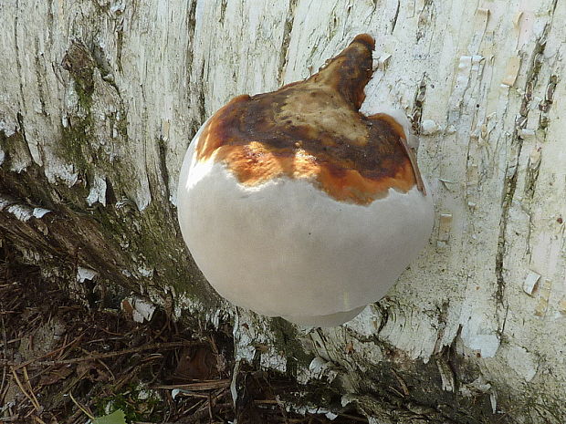 brezovník obyčajný Fomitopsis betulina (Bull.) B.K. Cui, M.L. Han & Y.C. Dai