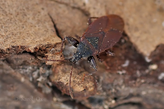 behavka Gastrodes grossipes De Geer, 1773