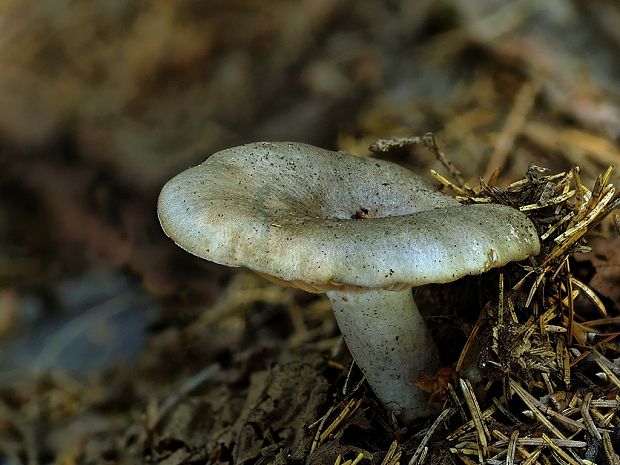 rýdzik lieskový Lactarius pyrogalus (Bull.) Fr.