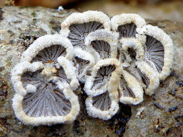 klanolupeňovka obyčajná Schizophyllum commune Fr.