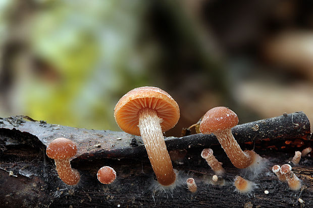 smeťovka zimná Tubaria furfuracea (Pers.) Gillet