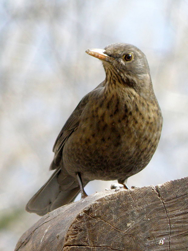 drozd čierny - samička  Turdus merula