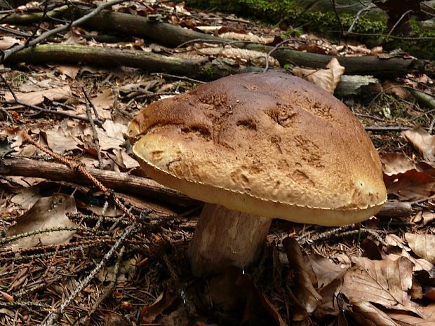 hřib smrkový - Hríb smrekový Boletus edulis Bull.