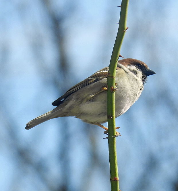 vrabec poľný Passer montanus