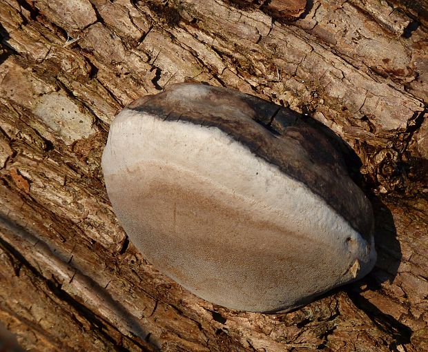 ohňovec Phellinus sp.