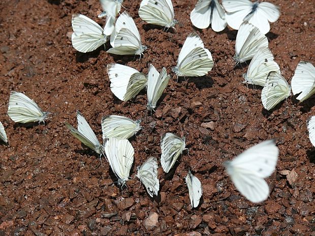 bělásek řepkový Mlynárik repkový Pieris napi  Linnaeus, 1758