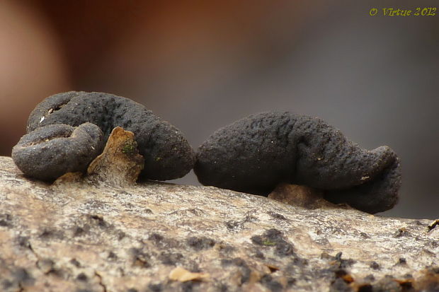 dutinovka lužná Sclerencoelia fascicularis (Alb. & Schwein.) P. Karst.