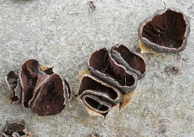 dutinovka lužná Sclerencoelia fascicularis (Alb. & Schwein.) P. Karst.