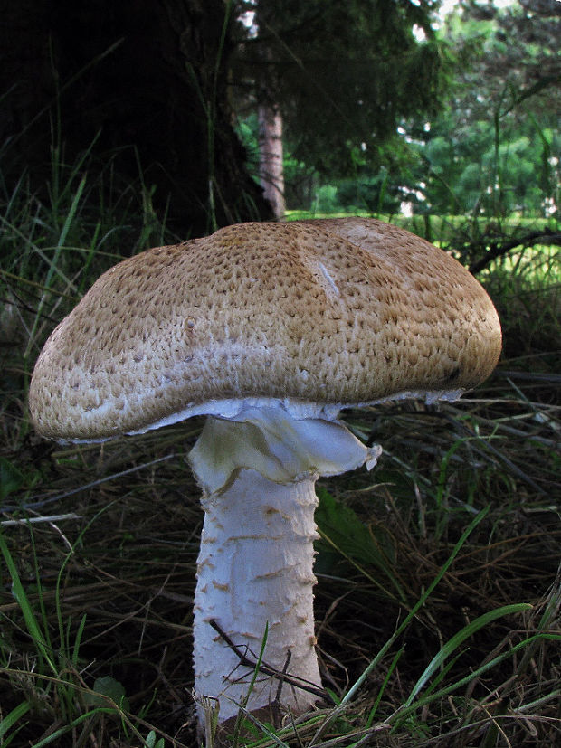 pečiarka obrovská Agaricus augustus Fr.