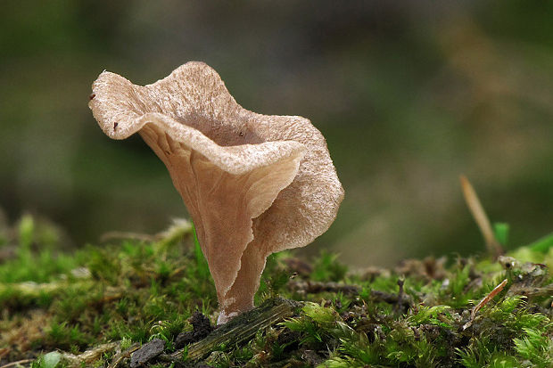 rebrovička lopatkovitá Arrhenia spathulata (Fr.) Redhead