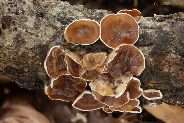 škľabka plstnatá Schizophyllum amplum (Lév.) Nakasone