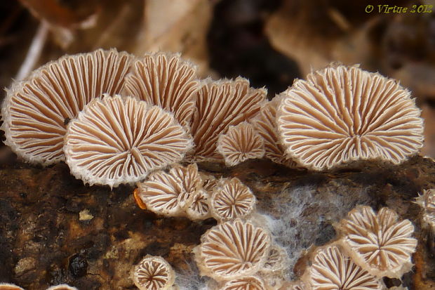 klanolupeňovka obyčajná Schizophyllum commune Fr.