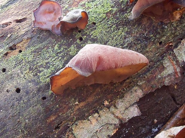 uchovec bazový Auricularia auricula-judae (Bull.) Quél.