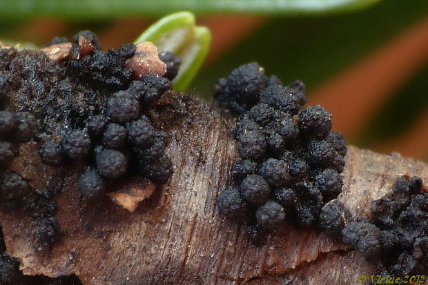 bercia buková Bertia moriformis (Tode) De Not.