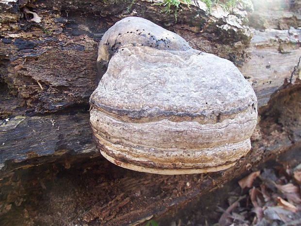 práchnovec kopytovitý Fomes fomentarius (L.) J.J. Kickx