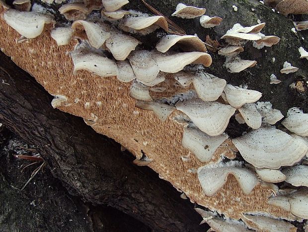 zubovec biely Irpex lacteus (Fr.) Fr.