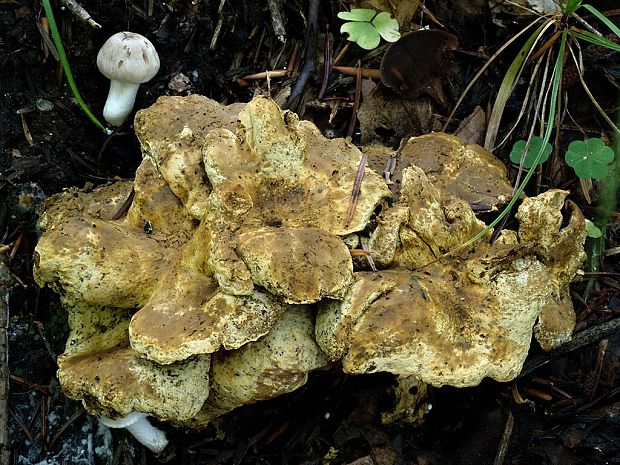 krásnopórovec zelenohnedý Laeticutis cristata (Schaeff.) Audet