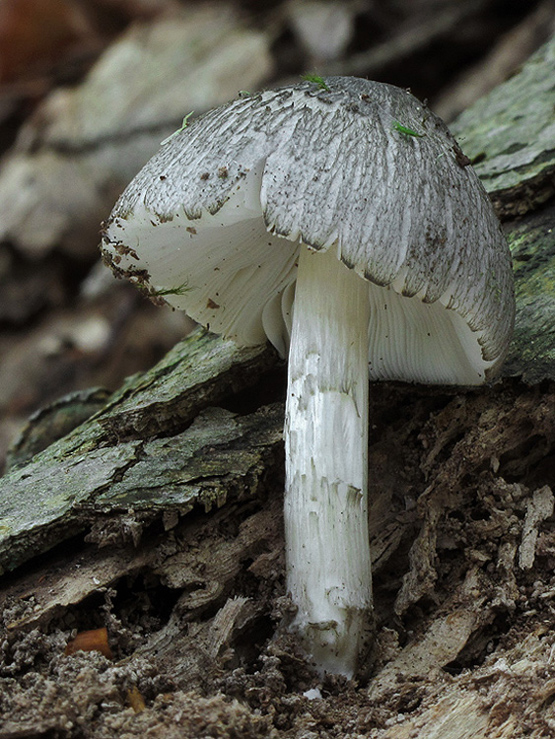 štítovka vŕbová Pluteus salicinus (Pers.) P. Kumm.