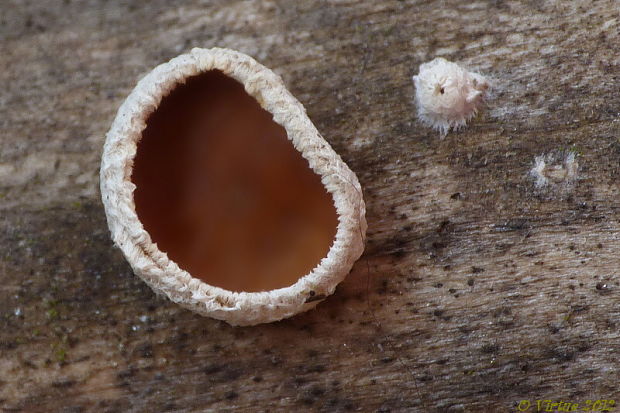 škľabka plstnatá Schizophyllum amplum (Lév.) Nakasone