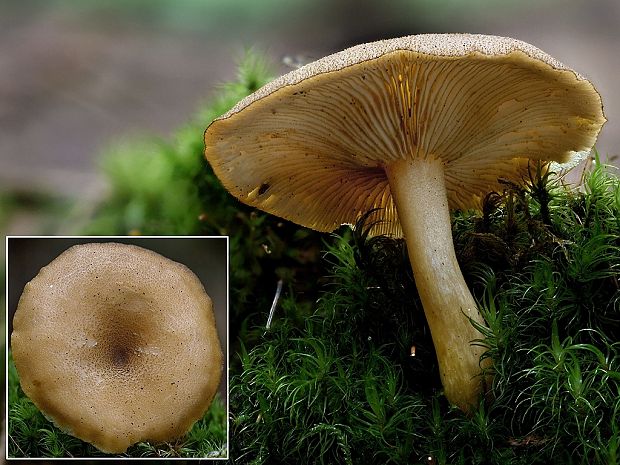 čírovec ozdobný Tricholomopsis decora (Fr.) Singer