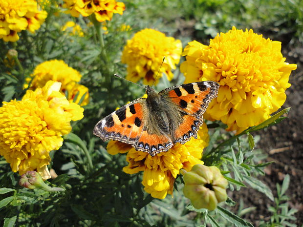 babôčka pŕhľavová Aglais urticae