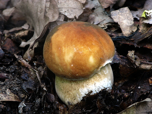 hríb bronzový Boletus aereus Bull. ex Fr.