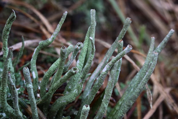 dutohlávka končistá Cladonia coniocraea auct. non (Flörke) Spreng.