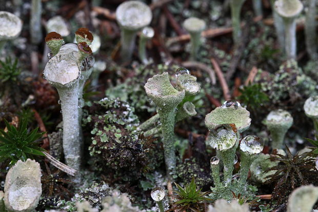 dutohlávka riasnatá Cladonia fimbriata (L.) Fr.