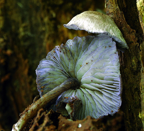 hodvábnica fialovomodrá Entoloma euchroum (Pers.) Donk