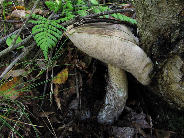 kozák rozličnofarebný Leccinum variicolor Watling