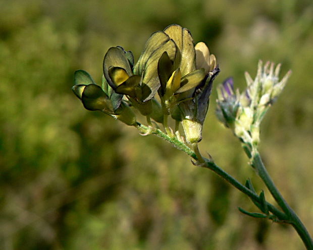 lucerna menlivá - tolice měňavá Medicago x varia Martyn