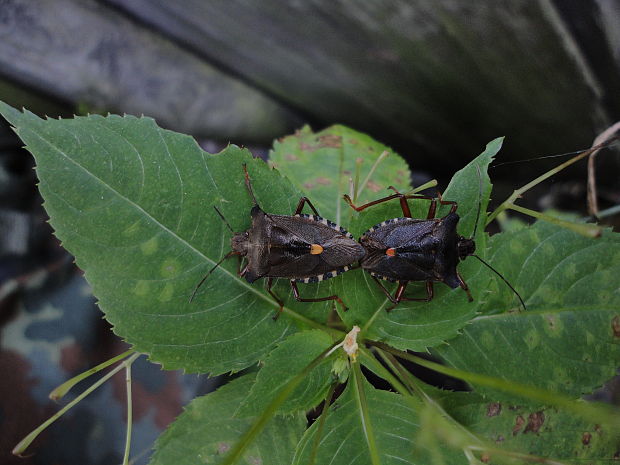 bzdocha červenonohá Pentatoma rufipes