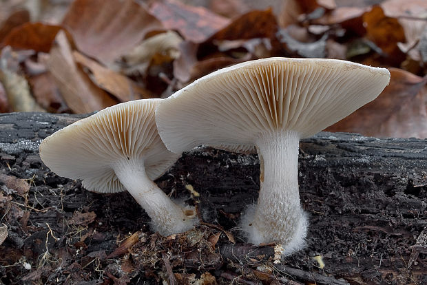 šupinovka hlinovookrová Pholiota lenta (Pers.) Singer