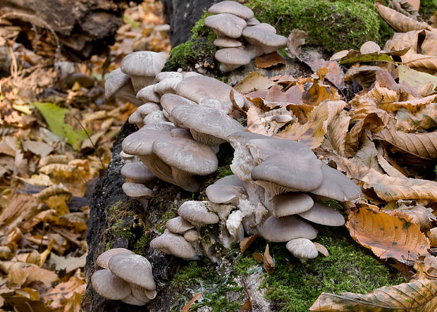 hliva ustricovitá Pleurotus ostreatus (Jacq.) P. Kumm.