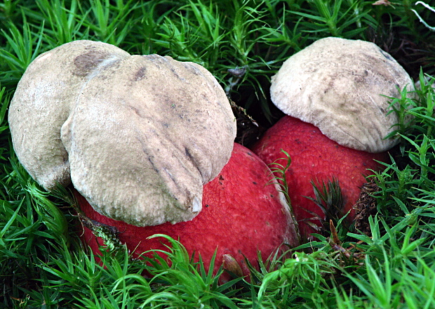 hríb satanský Rubroboletus satanas f. satanas (Lenz) Kuan Zhao & Zhu L. Yang