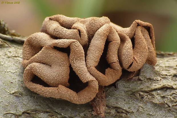 dutinovka otrubnatá Encoelia furfuracea (Roth) P. Karst.