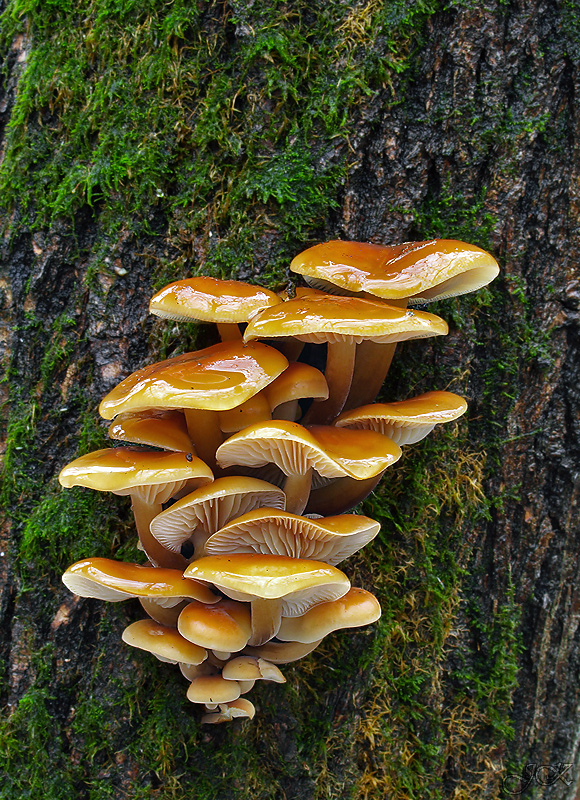 plamienka Flammulina sp.