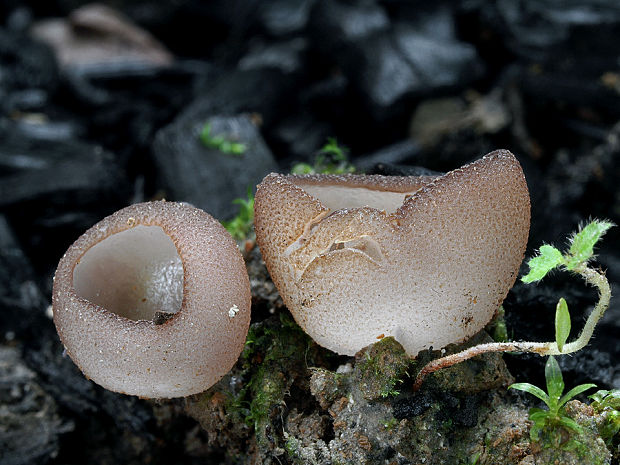 čiaška  Peziza proteana f. proteana (Boud.) Seaver