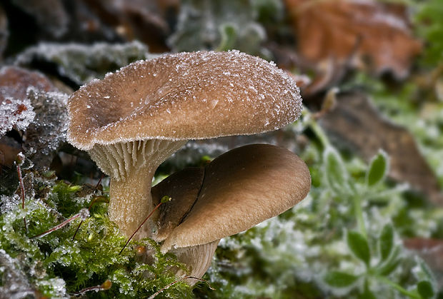 hliva ustricovitá Pleurotus ostreatus (Jacq.) P. Kumm.