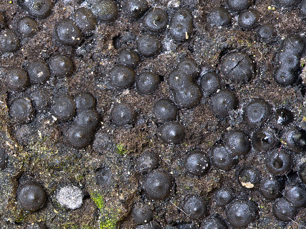 rozelínia vlnatá Rosellinia corticium (Schwein.) Sacc.