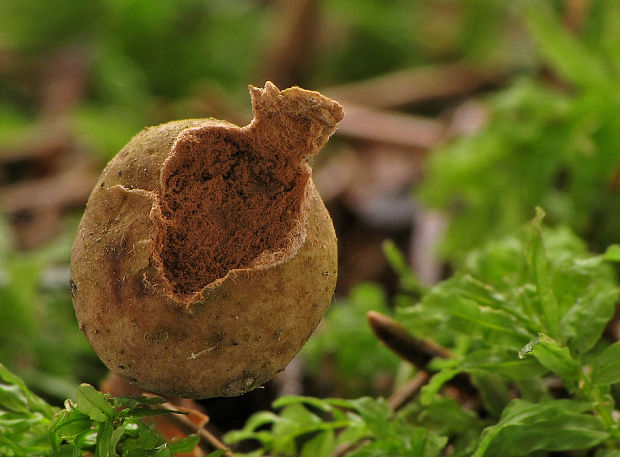 stopkovec hladkovýtrusný Tulostoma fulvellum Bres.