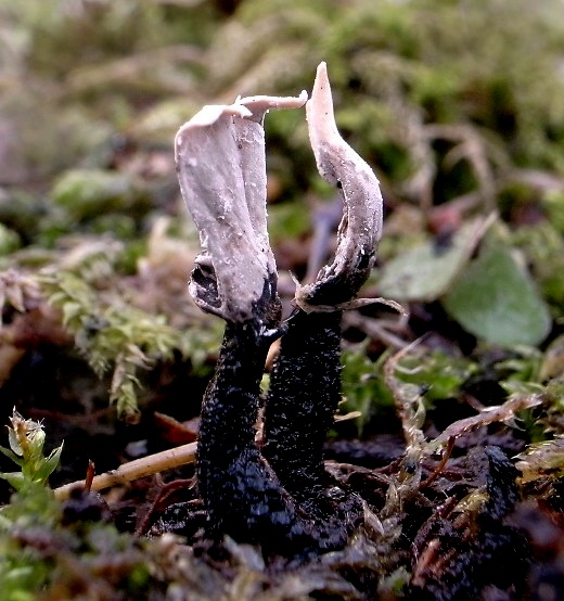 drevnatec parohatý Xylaria hypoxylon (L.) Grev.