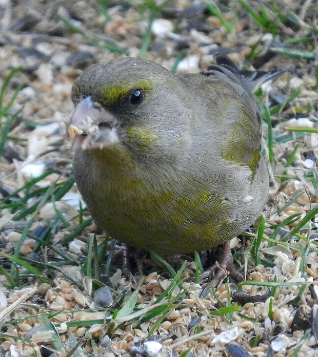 stehlík zelený Carduelis chloris