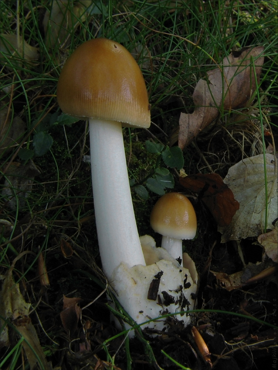 muchotrávka oranžová Amanita crocea (Quél.) Singer