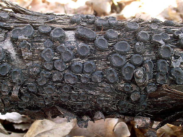 peniazovček Biscogniauxia marginata (Fr.) Pouzar