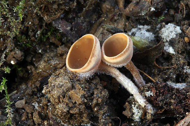 jahňadka obyčajná Ciboria amentacea (Balb.) Fuckel