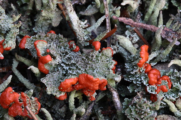 dutohlávka červcová Cladonia coccifera Hoffm.