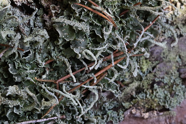 dutohlávka končistá Cladonia coniocraea auct. non (Flörke) Spreng.